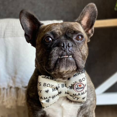 Dog wearing a bow tie with text on a wooden floor; dog collar bow tie puffy bow pet accessory. Bop Pop Pets