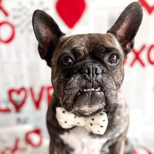 Dog wearing a bow tie with Valentine's Day decorations in the background