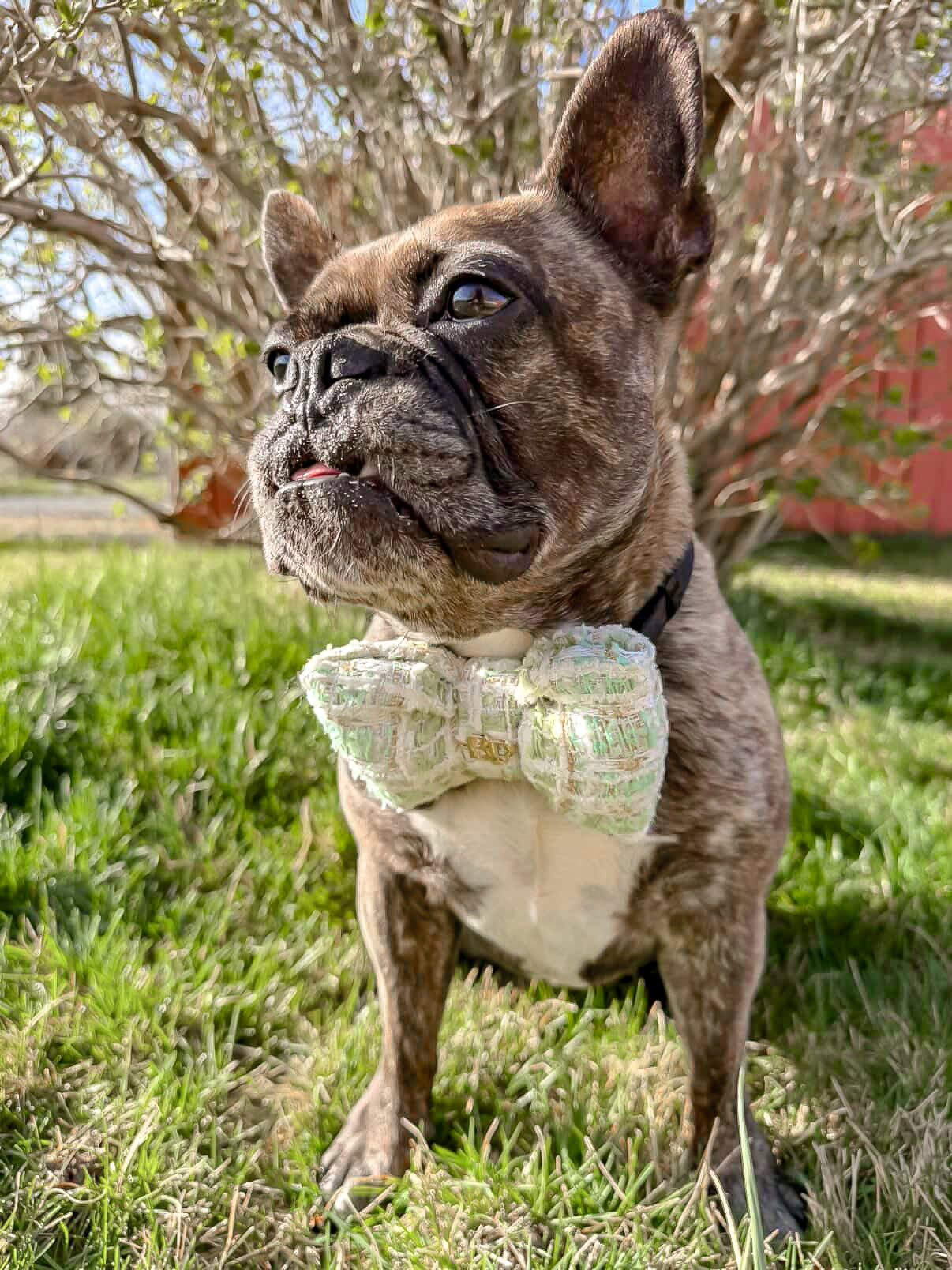 Dog wearing a tweed white and mint green bow tie standing on grass with trees in the background by bop pop pets