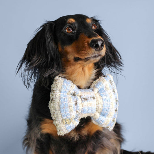 blue white Tweed plaid bow tie. Handmade of High quality premium tweed fabric with gold blue details. pet accessory gift dog & cat bow ties bop pop pets. long haired dachshund easter spring style 2025