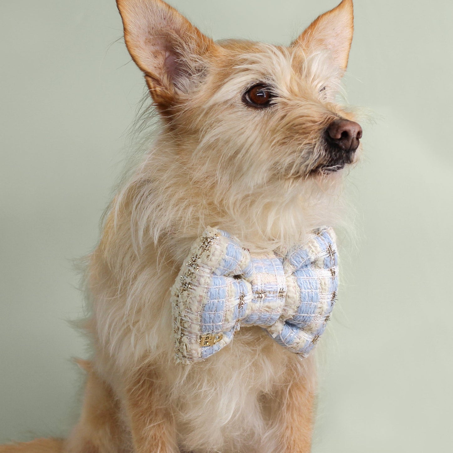 blue white Tweed plaid bow tie. Handmade of High quality premium tweed fabric with gold blue details. pet accessory gift dog & cat bow ties bop pop pets. Dog mom gift basket easter spring style 2025