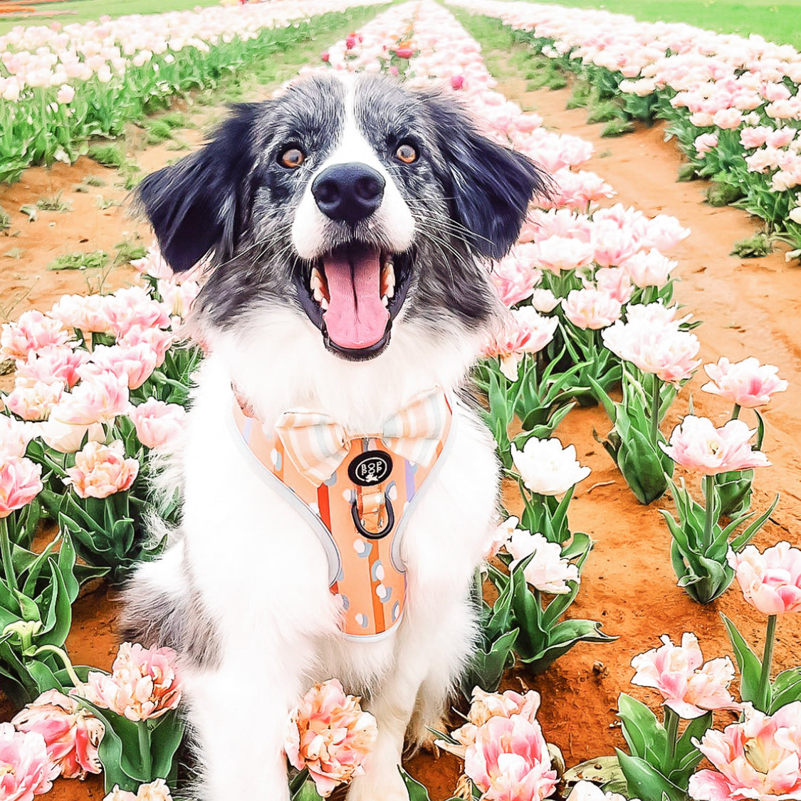 JULIENNE Dog Harness Peach baby Blue Stripes parisian style
