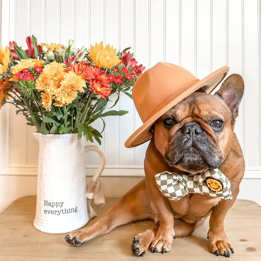 frenchie bulldog Cute Bow Tie Unique Bow Tie Dog mom gifts with smiley face patch Organic cotton structured bow tie olive green urban brooklyn style checkerboard prints collar bow Bop pop pets dog cat pet accessories dog mom gifts