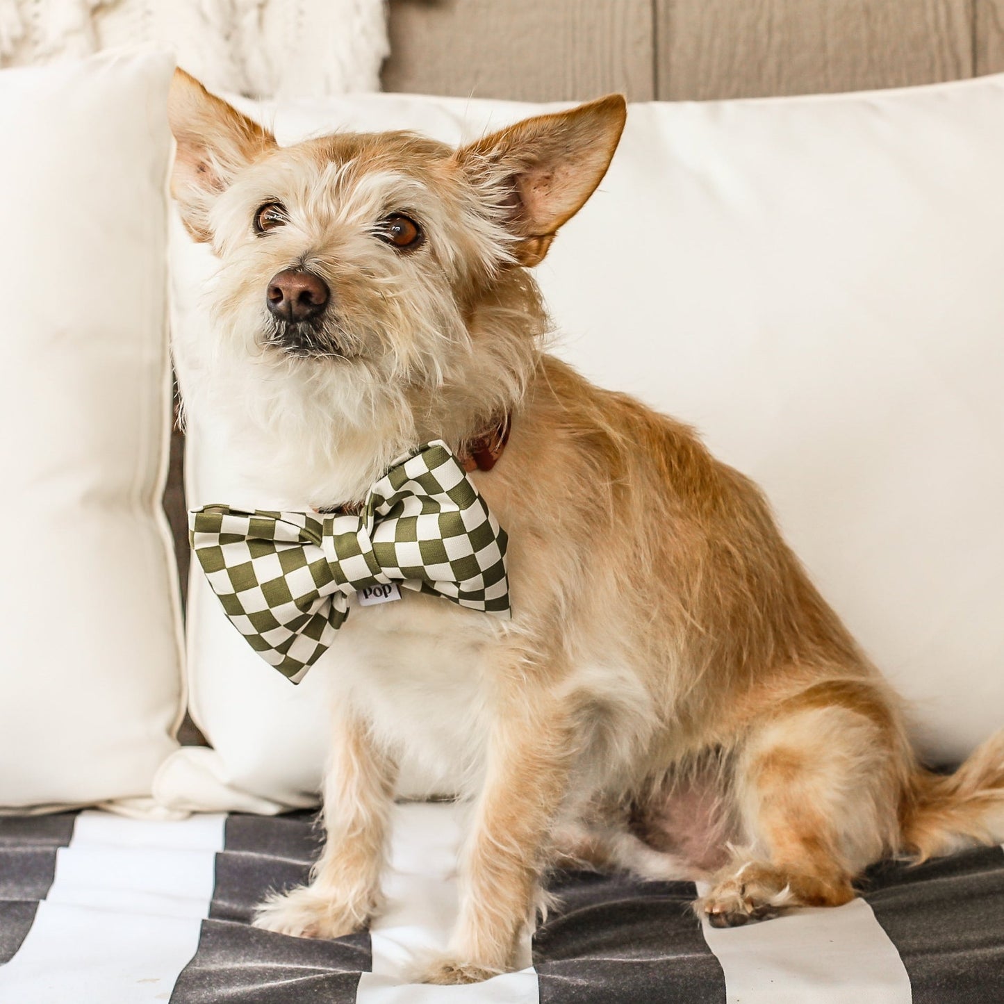 Cute Bow Tie Unique Bow Tie Dog mom gifts with smiley face patch Organic cotton structured bow tie olive green urban brooklyn style checkerboard prints collar bow Bop pop pets dog cat pet accessories dog mom gifts