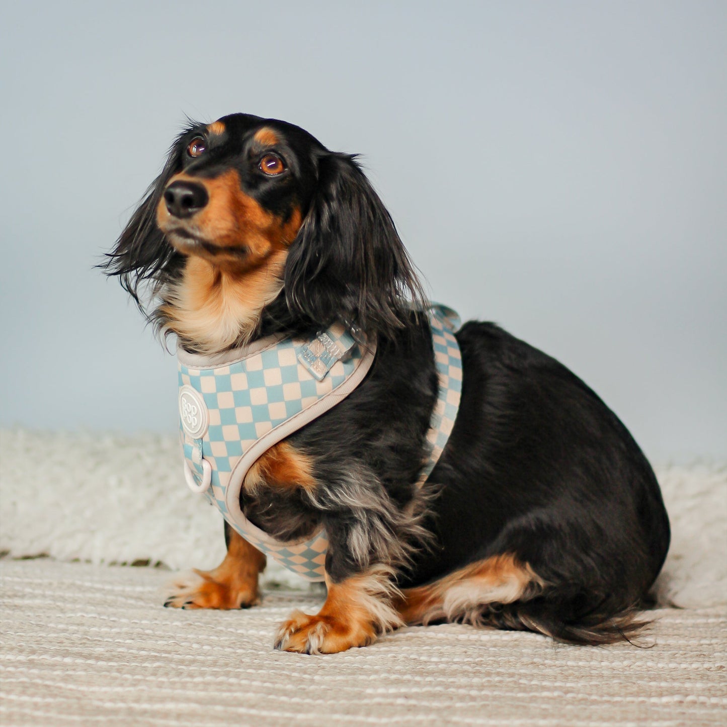 dachshund size small Comfort Soft Padded Dog Harness. FIts XS, small, medium, large sizes. Bop Pop Pets dog pet accessories pet supplies. Bohemian style dog harness blue slate grey checkerboard pattern print with beige white hardware