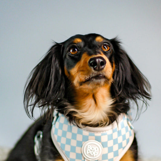 dachshund Best dog harness design for Small or large dogs cats. Most Comfortable, Soft Padded Dog Harness. Fits all sizes XS, small, medium, large dogs cats. Bop Pop Pets dog pet accessories pet supplies. Bohemian style. comfort soft dog harness checkerboard print in slate blue. Front d-ring harness for stylish modern dogs Bop Pop Pet dog accessories Boho style. Close of front d-ring detail
Blue checkerboard print dog accessory