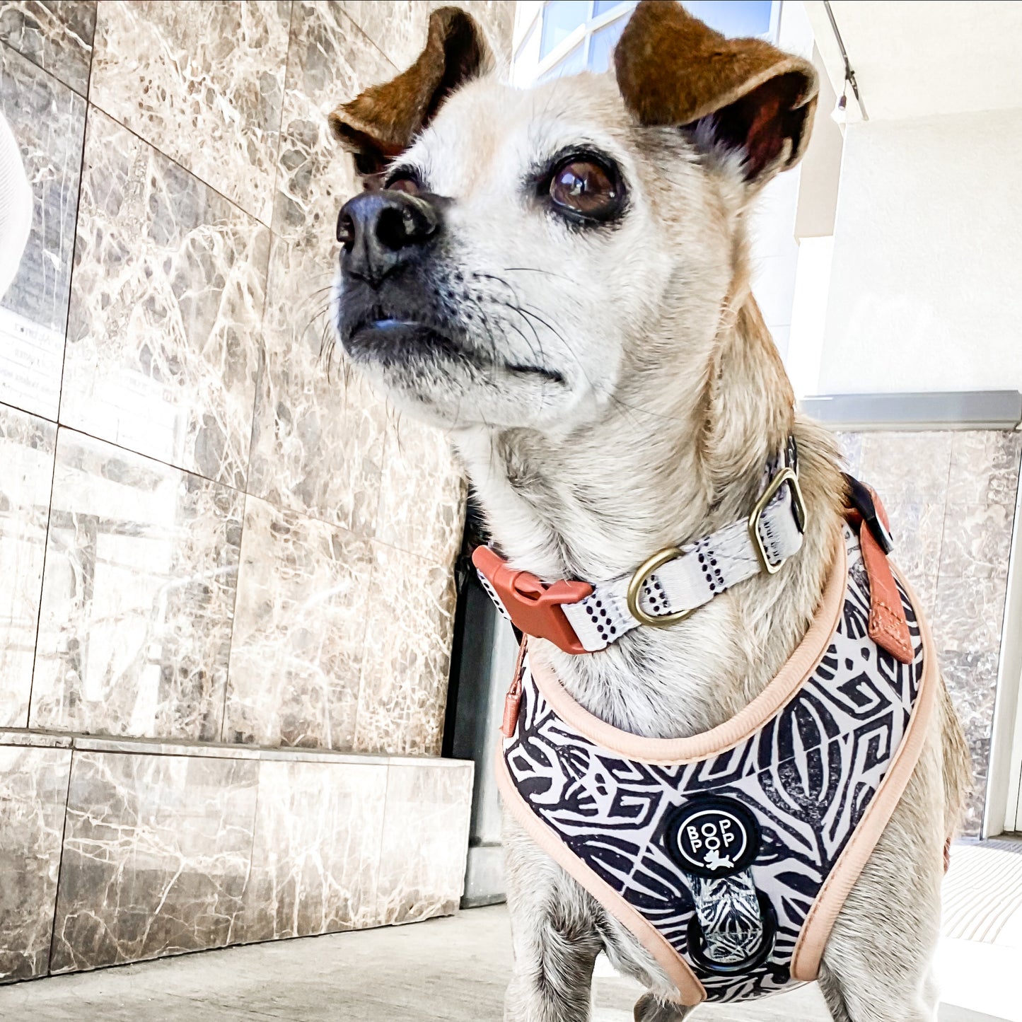 London Dog Collar
