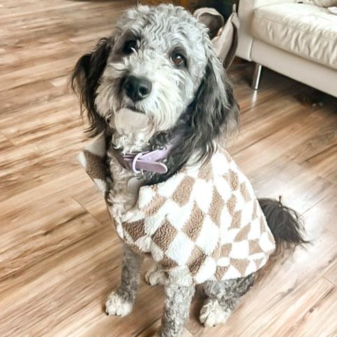 BIG Dog Checkerboard Pullover