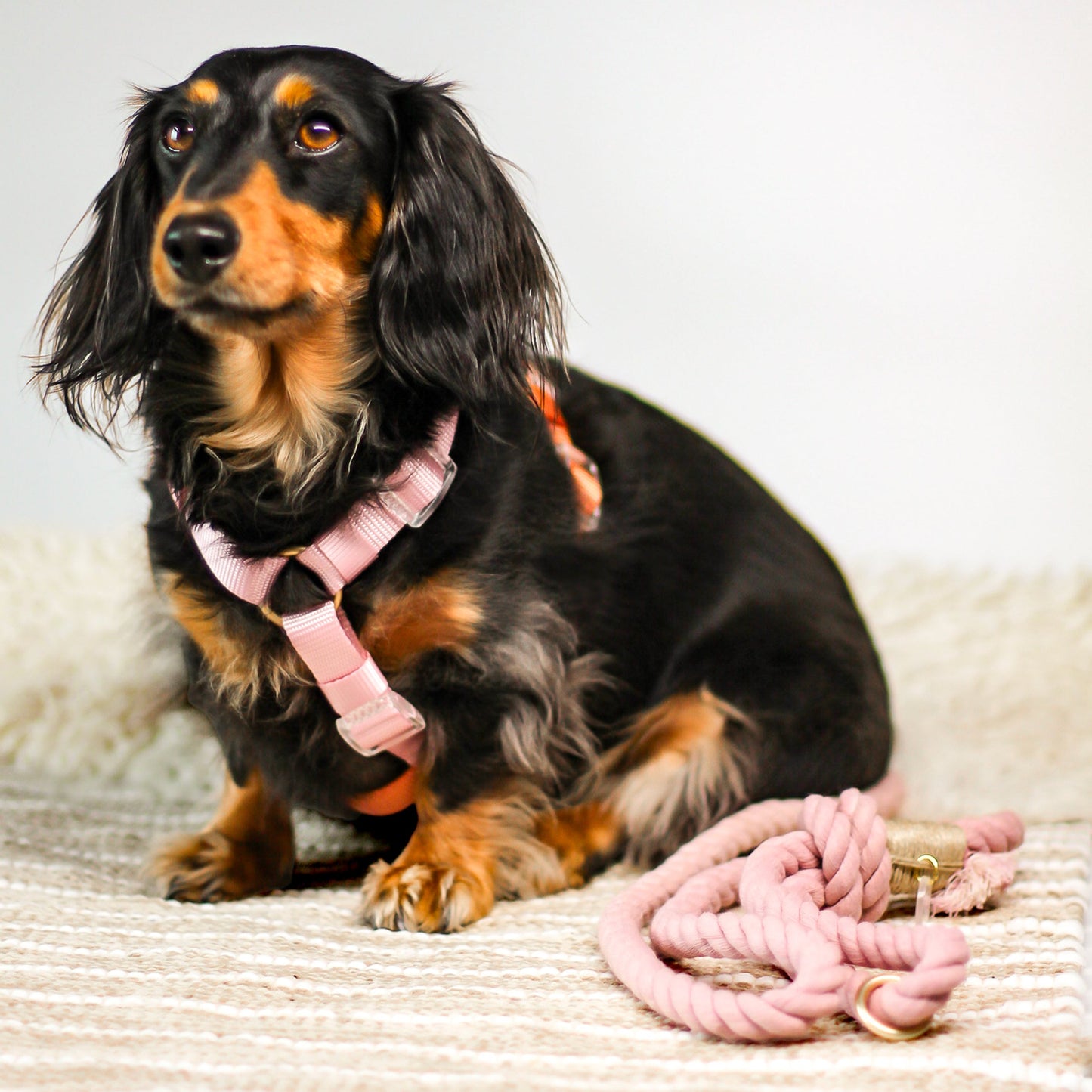 Small Cloudberry Pink Orange Classic Dog Harness Nylon waterproof with Gold Hardware Clear Buckles Pet Accessory Bop Pop Pets