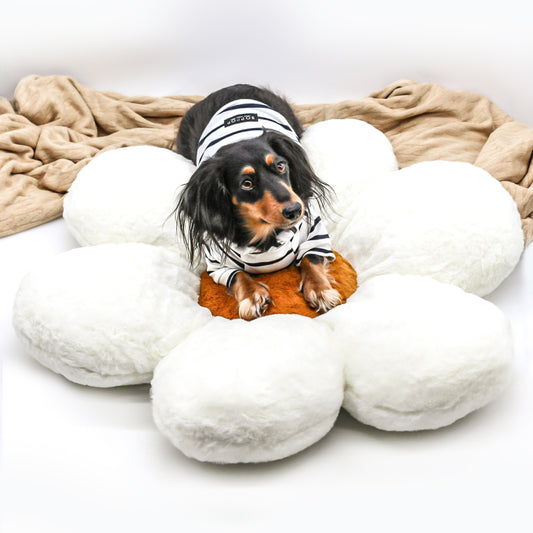 Daisy fluffy faux fur flower stuffed pillow for dogs white and tan floral daschund dog model