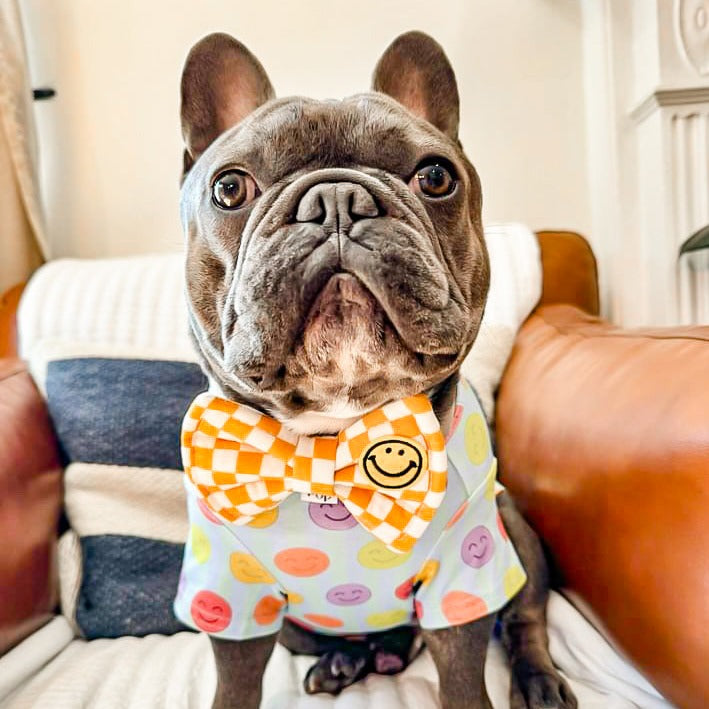 Frenchie dog Cute Bow Tie Unique Bow Tie Dog mom gifts with smiley face patch Organic cotton structured bow tie Mustard yellow brooklyn style checkerboard prints collar bow Bop pop pets dog cat pet accessories dog mom gifts