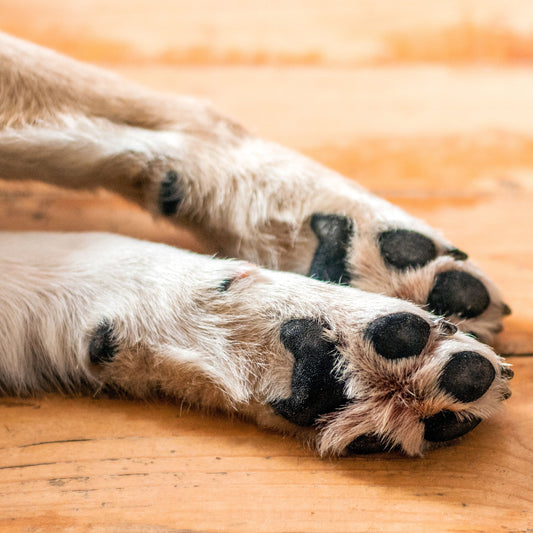 Palm and hand balm for dogs and humans. Healing balm with lick-safe, vegan essential oils , shea butter, vitamin e, and coconut oil. Anti-anxiety