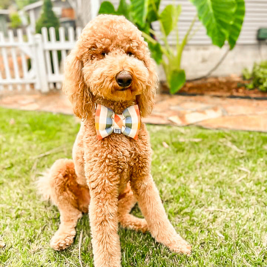 golden doodle in clementine dog collar bow tie for luxury pet bow bop pop pets