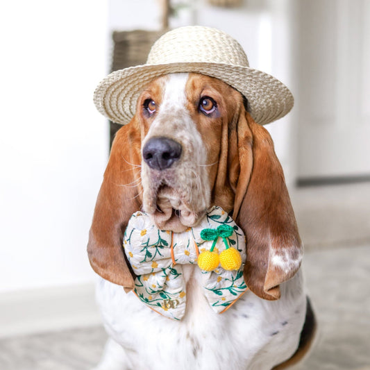 citrus mediteranean amalfi style dog collar puffy bow for dogs cats with embroidery daisy floral lemon bobble crochet details basset hound medium and large sized dogs
