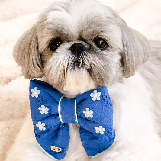 Small Shitzu dog wearing a blue eyelet with purple flower embroidery sailor bow on a white sherpa blanket