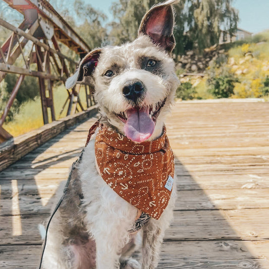 Bo West boho dog cat bandana cotton eco-friendly onesize western print rust brown sienna