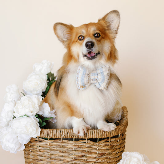 blue white Tweed Pink Sprinkles bow tie. Handmade of High quality premium tweed fabric with gold blue details. pet accessory gift dog & cat bow ties bop pop pets. Corgie preppy pup style Bridgerton