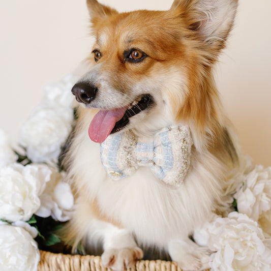 blue white Tweed Pink Sprinkles bow tie. Handmade of High quality premium tweed fabric with gold blue details. pet accessory gift dog & cat bow ties bop pop pets. Corgie preppy pup style Bridgerton