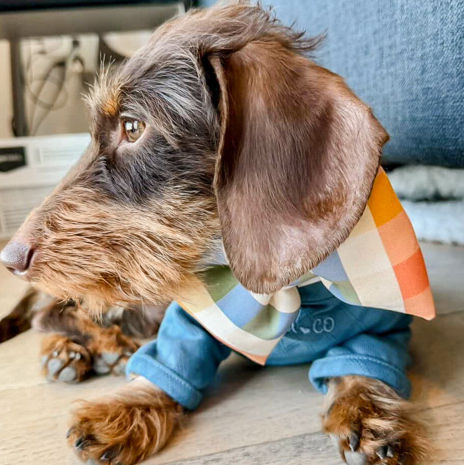 Dog wearing a colorful striped shirt and blue pants on a wooden floor.