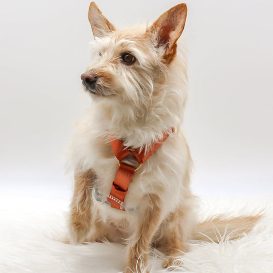 Medium Rescue Dog Terrier Mix 2 Color Dual Contrast Sienna Orange Rust Slate Dusty Grey Blue Classic Dog Nylon Strap Harness with Gold Hardware Clear Buckles Pet Accessory Bop Pop