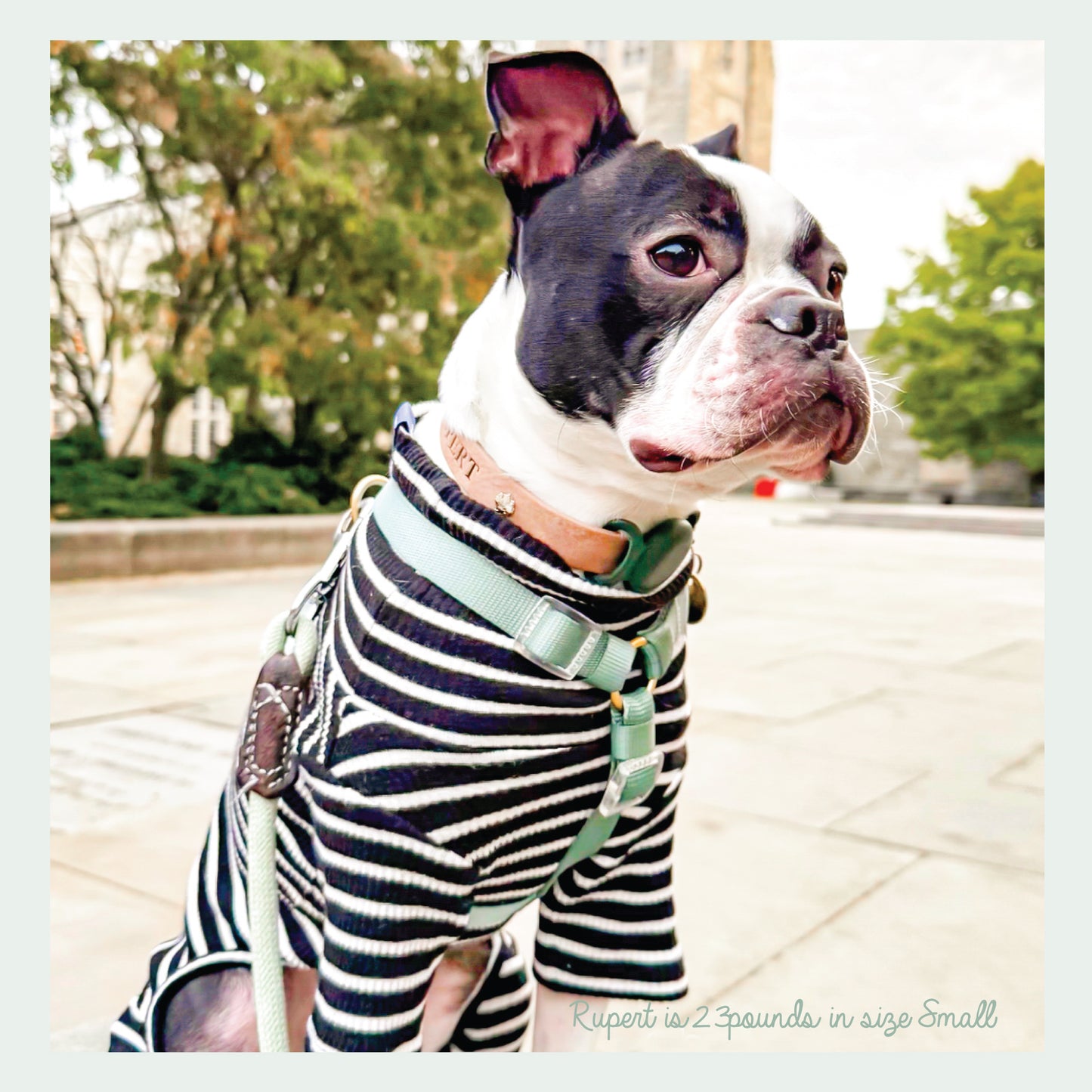 Hunter Sky blue and sage green nylon harness with clear buckles. Boho chic and neutral walking everyday harness. Light weight and cool wear. Bop Pop pets pet acccessory brand