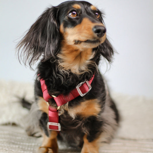 2 Color Dual Contrast Burgundy Rosewood Sand Beige Neutral Classic Dog Nylon Strap Harness with Gold Hardware Clear Buckles Pet Accessory Bop Pop Pets Details 5 Buckles dachshund