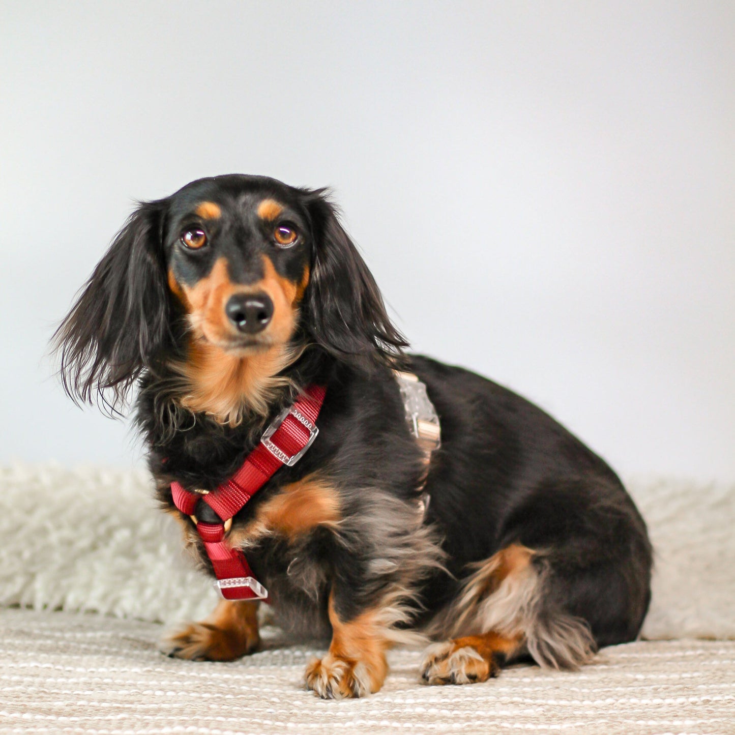 2 Color Dual Contrast Burgundy Rosewood Sand Beige Neutral Classic Dog Nylon Strap Harness with Gold Hardware Clear Buckles Pet Accessory Bop Pop Pets Details 5 Buckles dachshund