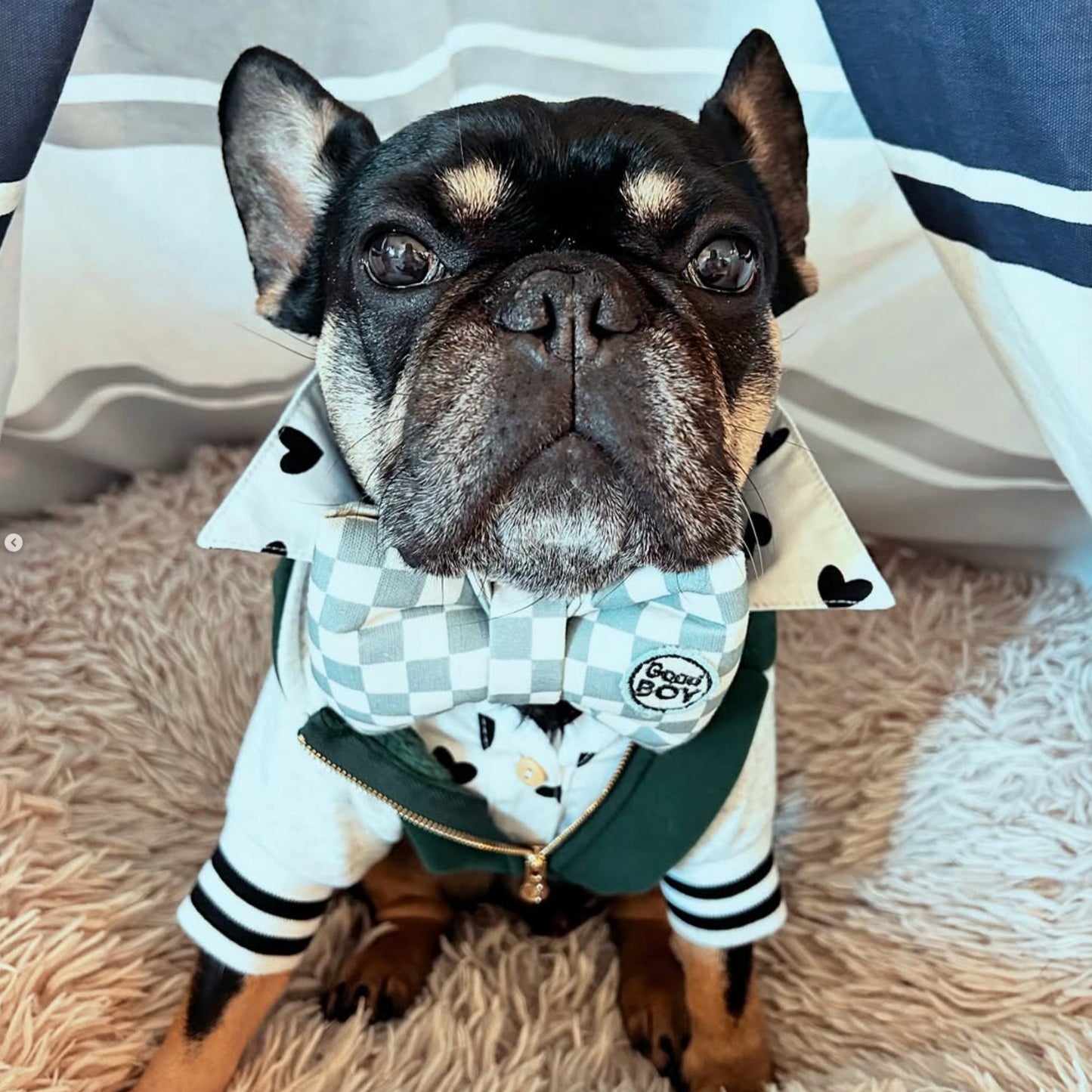 frenchie french bull dog in checkerboard blue dog collar bow tie Good Boy Patch bop pop pets fashion dog