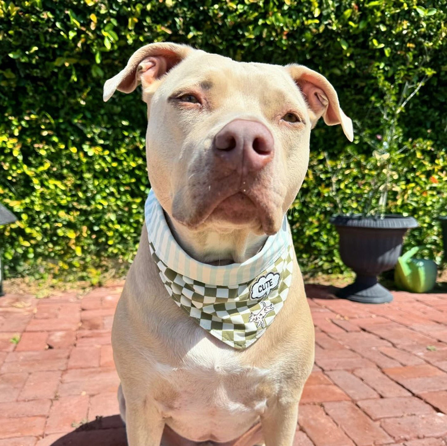 Bandana | Checkerboard Stripes Reversible Pink or Blue