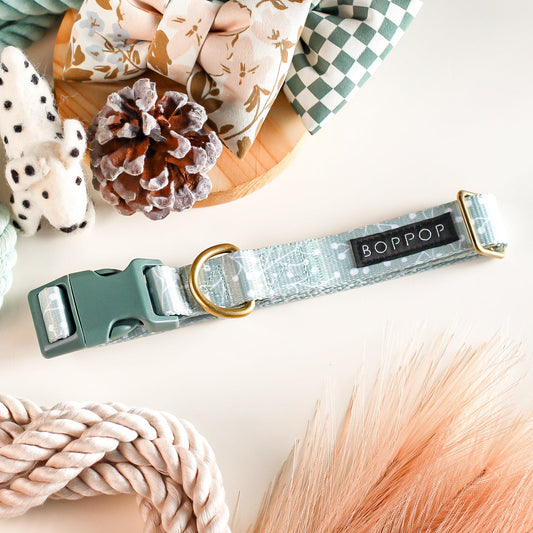 Dog collars and leashes on a light background