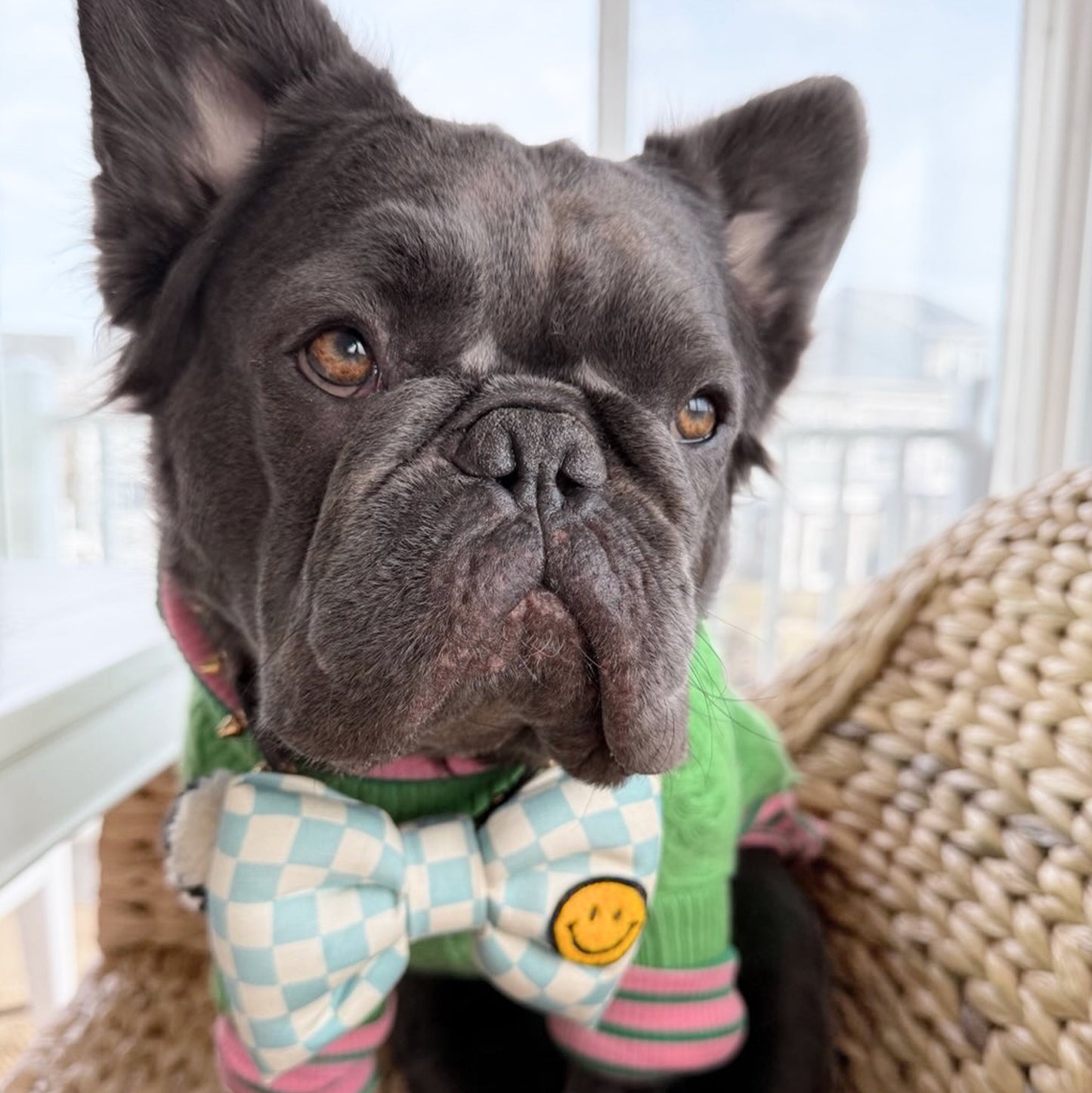 Cute Bow Tie Unique Bow Tie Dog Gifts aqua checkerboard oversized large Big Puppa Bow Tie organic linen cotton with Smiley patch fuzzy chenille Bop Pop Pets dog cat accessories Frenchie bull dog