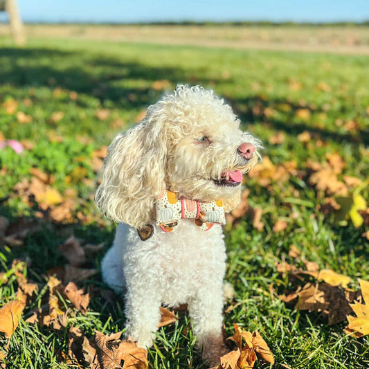 White dog with a colorful collar standing on grass with fallen leaves