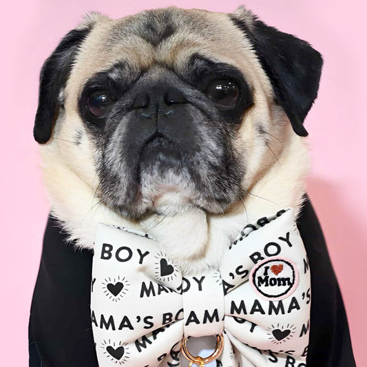 PUG dog influencer wearing a puffy do bow with text "Mamas boy" on a dog collar in sailor bow style in front of pink wall wearing black shirt
