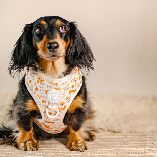 Best dog harness design. Small or large dog size harness. Most Comfortable, Soft Padded Dog Harness. Fits all sizes XS, small, medium, large dogs cats. Bop Pop Pets dog pet accessories pet supplies. Bohemian style dog harness Marigold floral flower print in tan, beige orange peach