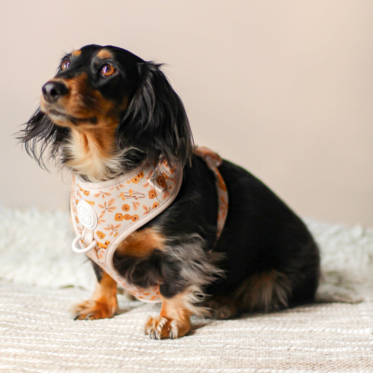 dachshund size small Comfort Soft Padded Dog Harness. FIts XS, small, medium, large sizes. Bop Pop Pets dog pet accessories pet supplies. Bohemian style dog harness Marigold floral flower print in tan, beige orange peach