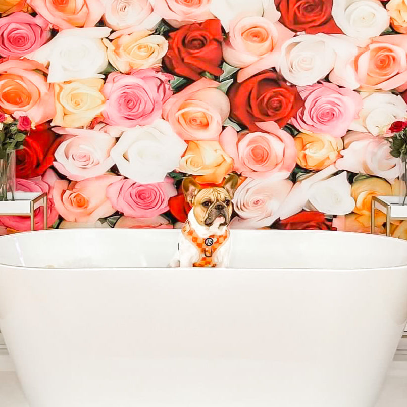 midas_frenchie_gold Frenchie in Jacobs Dog Harness Bop Pop Pets pet accessory pet supplies