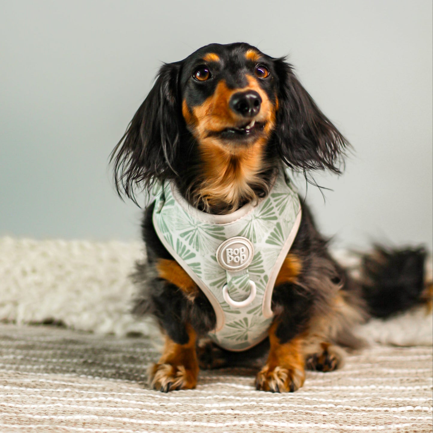 DACHSHUND DOG IN comfort soft dog harness earthy nature boho desert print pattern palm leaf in sage. Front d-ring harness for stylish modern dogs Bop Pop Pet dog accessories Boho style. palm tree, desert boho style
