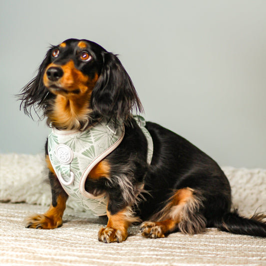 DACHSHUND DOG IN comfort soft dog harness earthy nature boho desert print pattern palm leaf in sage. Best dog harness design for Small or large dogs cats. Most Comfortable, Soft Padded Dog Harness for dogs cats. Bop Pop Pets dog pet accessories pet supplies. Bohemian style. comfort soft dog harness palm graphic leaf print in sage green. Front d-ring harness for stylish modern dogs Bop Pop Pet dog accessories Boho style. Close of front d-ring detail in Green print dog.