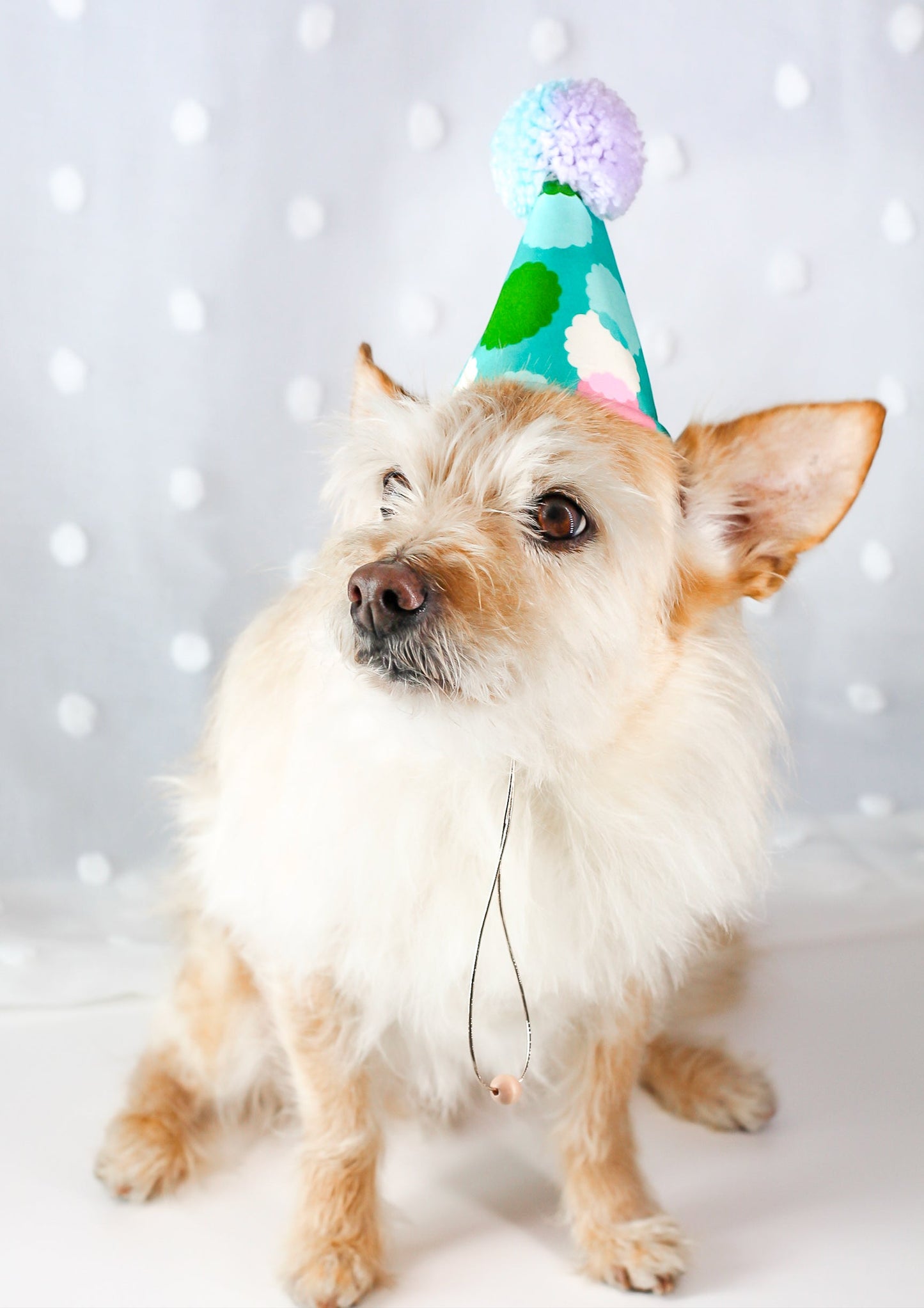 Birthday Celebration Party Decorative Pet Hat for Dogs Cats Gotch Day Cotton Pom pom part hat for pets bop pop pets