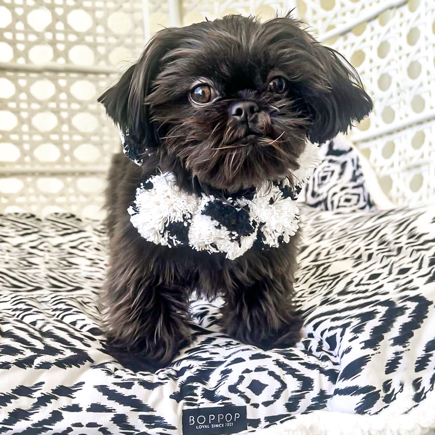pet pom pom black white cotton ball for collar or bandana pet accessory 100% cotton handmade shih tzu puppy