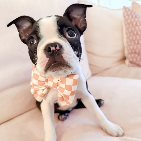 boston terrier puppy girl dog with mini XS small bow tie in sailor bow style. Pink girl bow tie pets