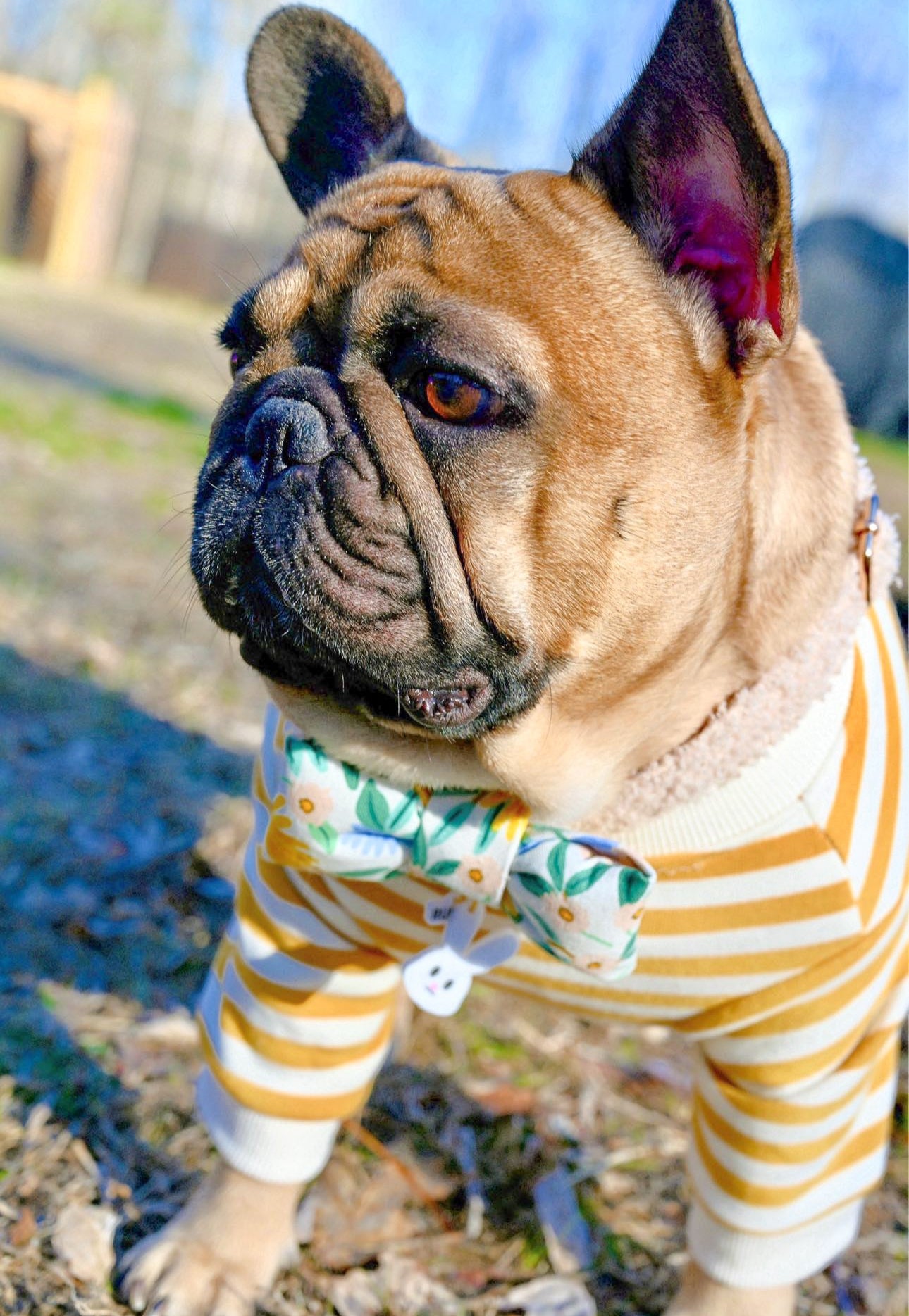 Rifle Co 100% Organic Cotton Linen dog cat narrow slim designer bow tie handmade structured puffy bow tie Bop Pop Pets. Frenchie pup Dog collar bows Made in USA