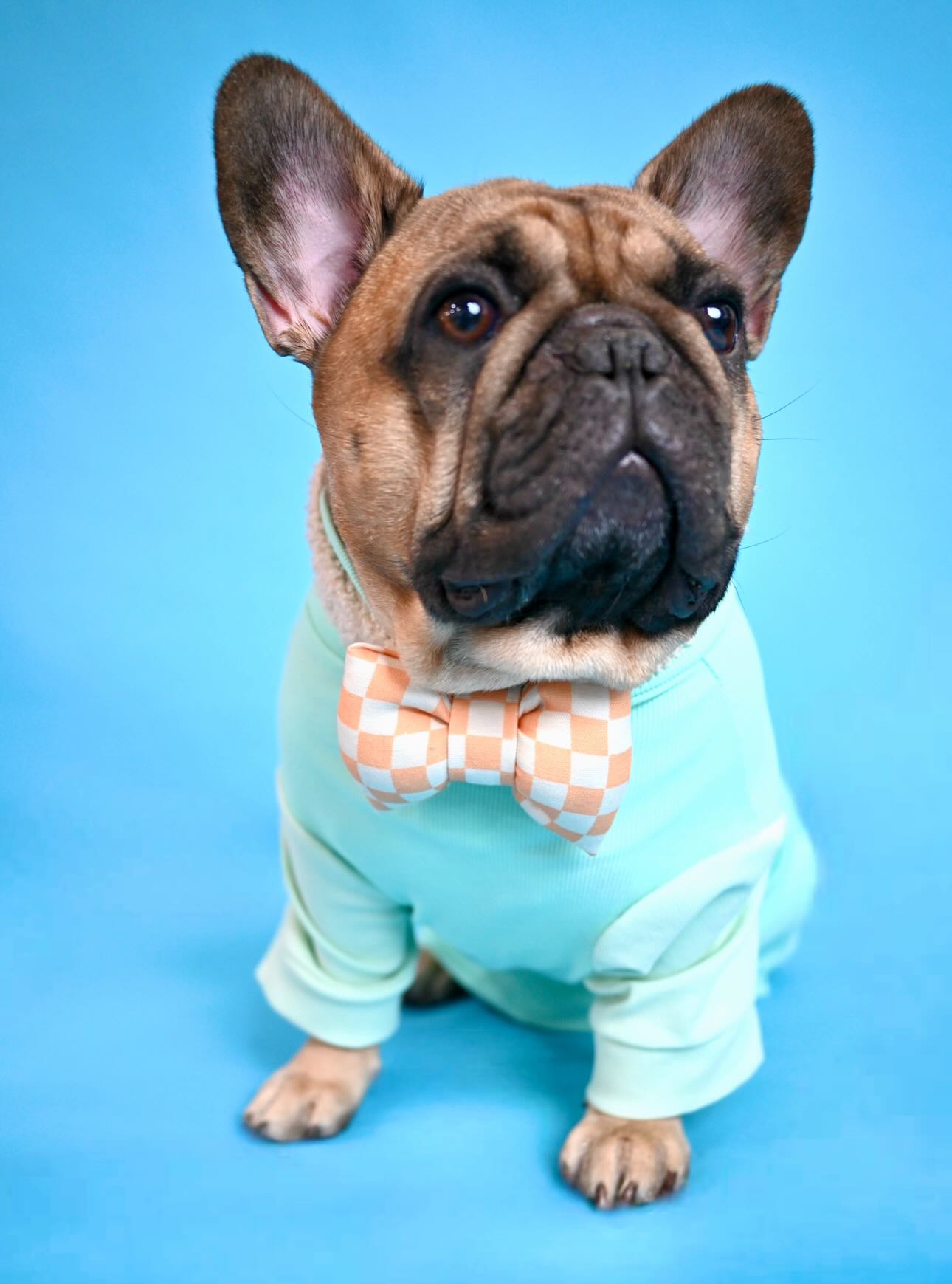 frenchie in peach dog collar bow tie checkerboard best cotton dog bows