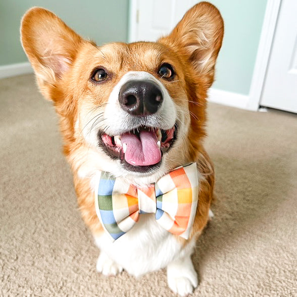 Corgie dog in clementine dog collar bow tie for luxury pet bow bop pop pets