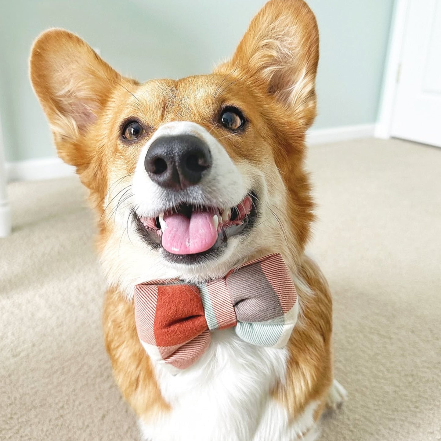 corgi dog collar bow tie sailor bow in orange cream plaid flannel fabric dogs in bows bop pop pets