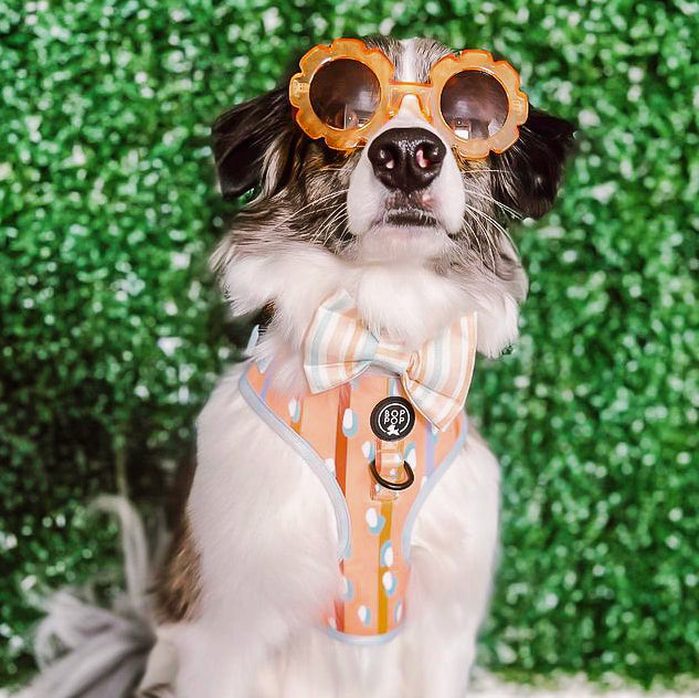 Bleu Australian Shepard Sunnies Sunny Day sunglasses custom daisy orange frames for pets dog cat small medium