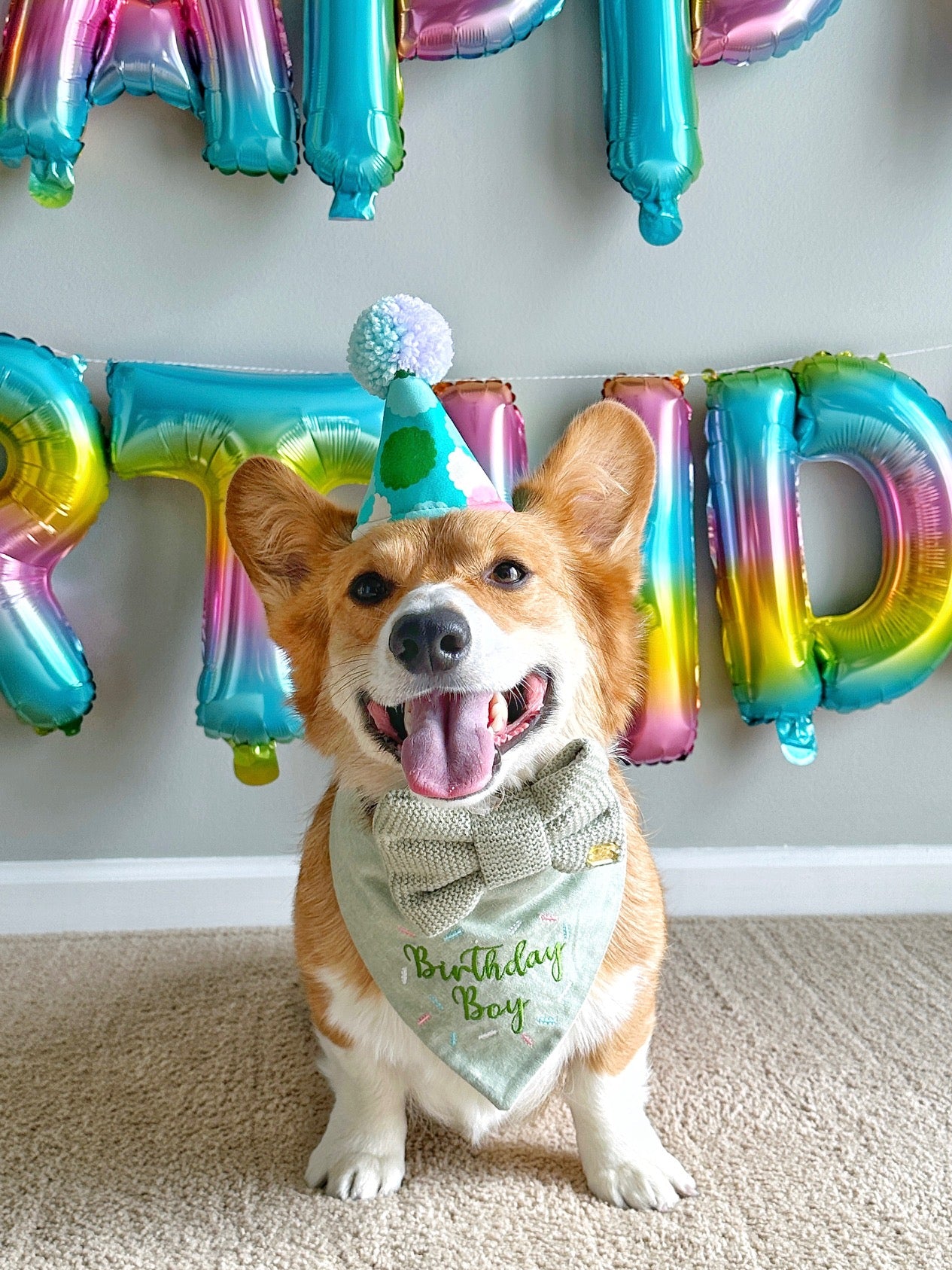 Pawty Hat | Pom Pom Birthday Celebration Hat for Dogs Cats