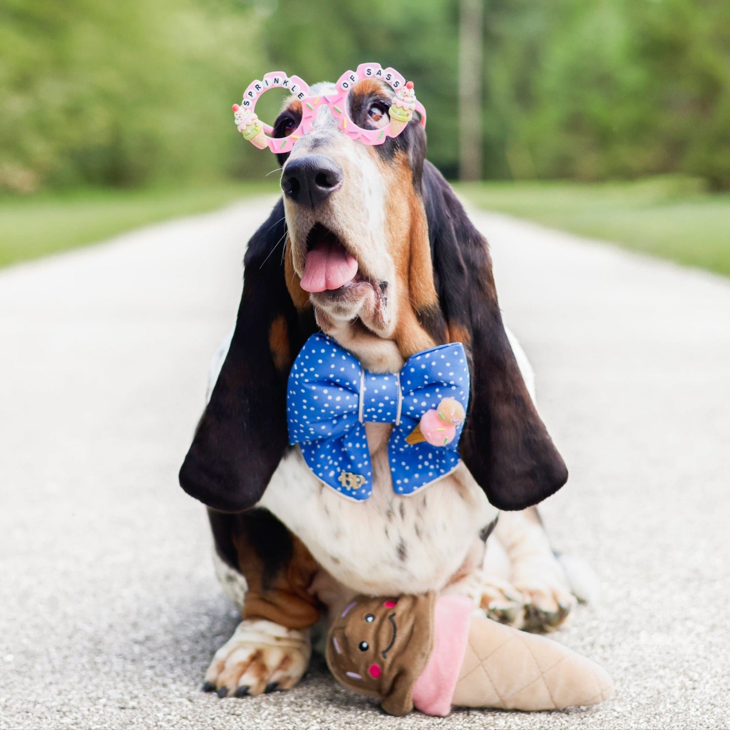 Dog wearing an ice cream blue dotted bow tie made of cotton. Puffy sailor bow for pets. Basset Hound Bop pop pets