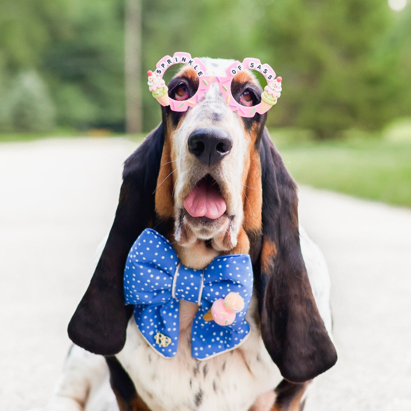 Dog wearing an ice cream blue dotted bow tie made of cotton. Puffy sailor bow for pets. Basset Hound Bop pop pets