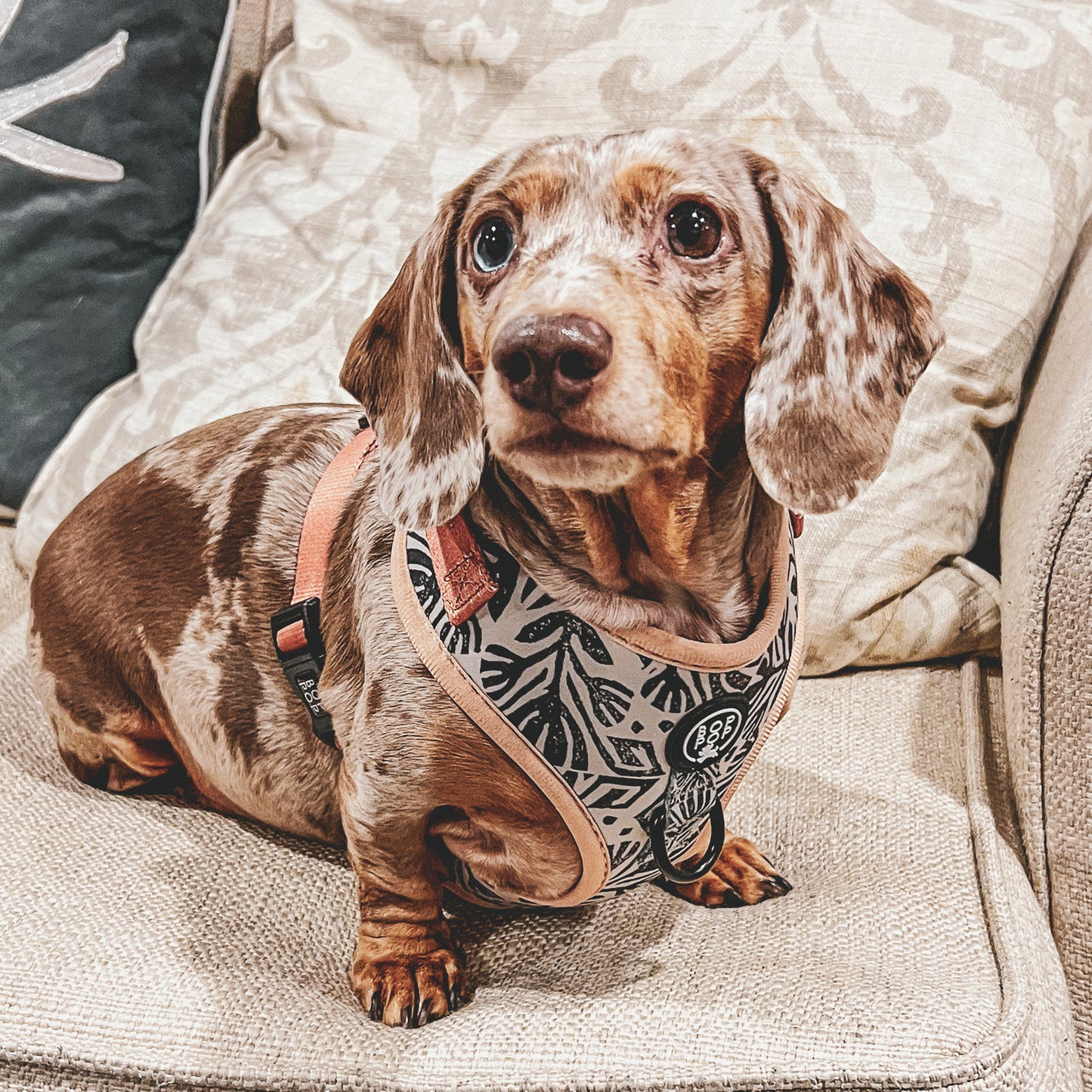 Tierra Luna Dog Harness Moroccan Print Rust Black White dachshund dog harness perfect fit soft